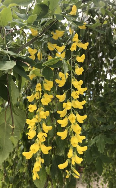 Golden Chain Tree (2021, May 08) - Laburnum_Golden Chain Tree