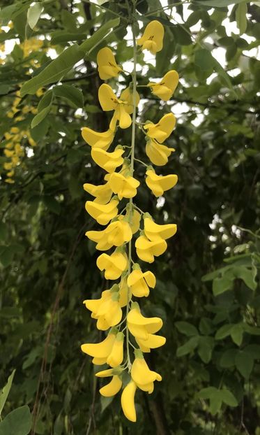 Golden Chain Tree (2021, May 08) - Laburnum_Golden Chain Tree