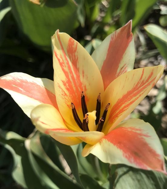 Tulip Quebec (2021, April 10) - Tulipa Quebec