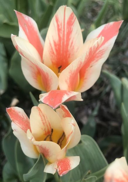 Tulip Quebec (2021, April 13) - Tulipa Quebec