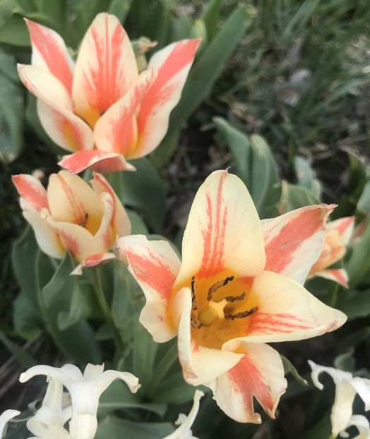Tulip Quebec (2021, April 13) - Tulipa Quebec