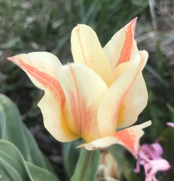 Tulip Quebec (2021, April 13) - Tulipa Quebec