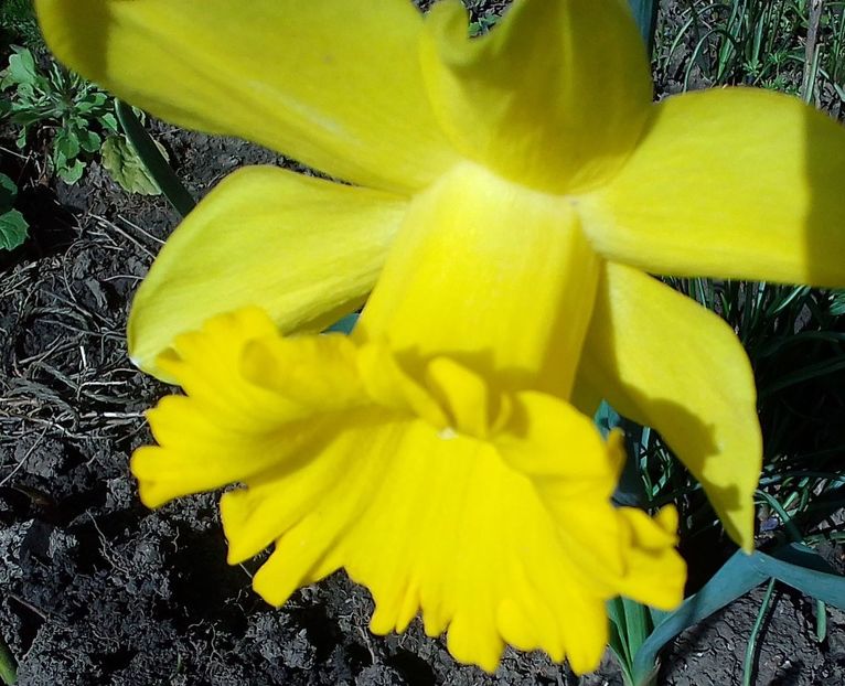  - Gradinuta mea 2024