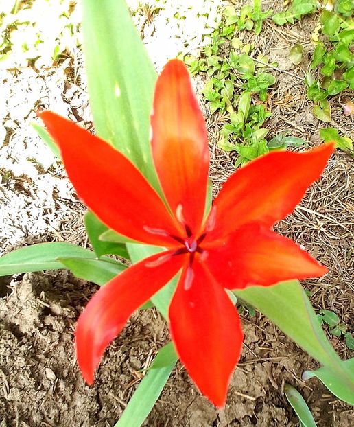  - Gradinuta mea 2024