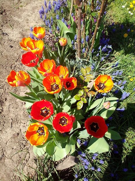  - Gradinuta mea 2024