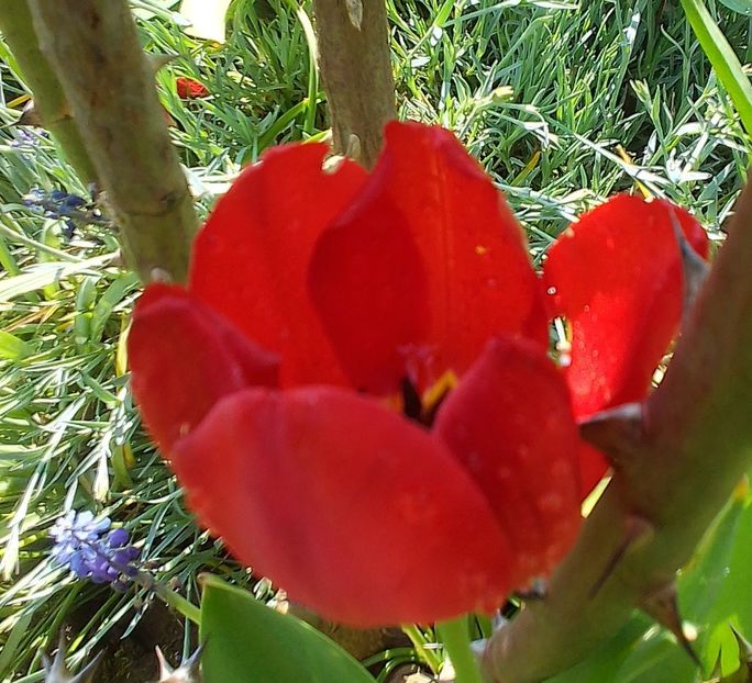  - Gradinuta mea 2024