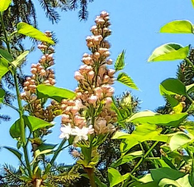  - Gradinuta mea 2024