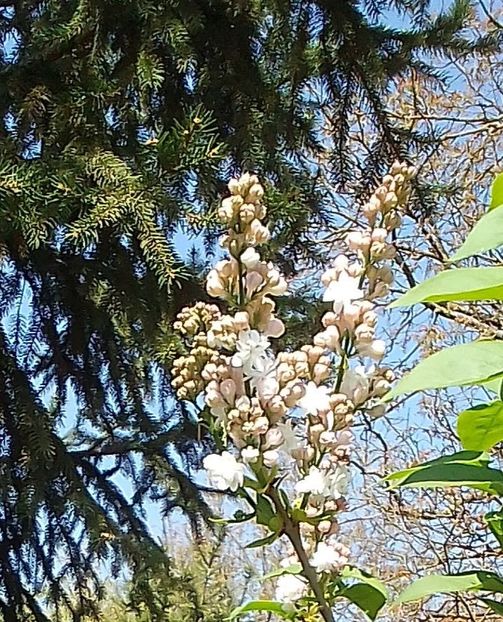  - Gradinuta mea 2024