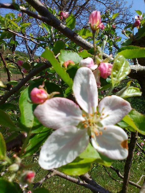  - Gradinuta mea 2024