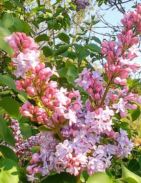  - Gradinuta mea 2024