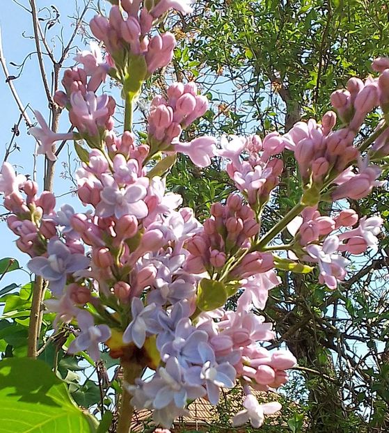  - Gradinuta mea 2024