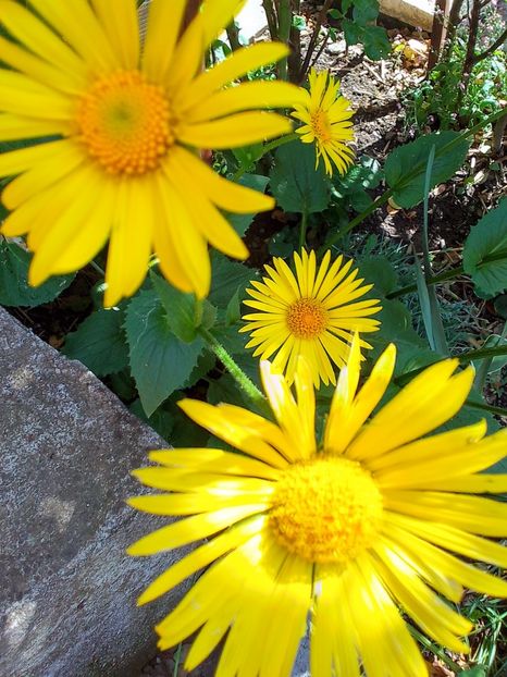  - Gradinuta mea 2024