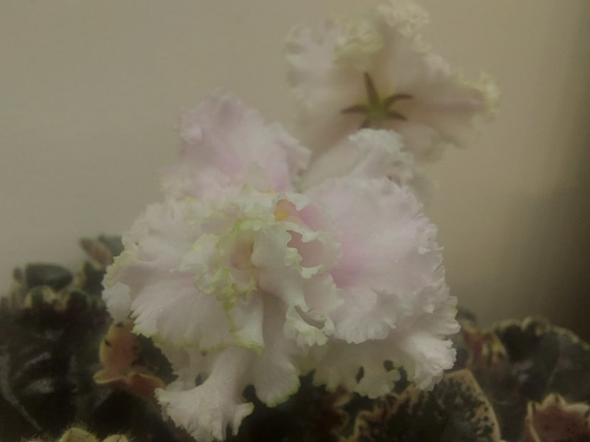  - Violeta EK-Izumrudnoe Kruzhevo