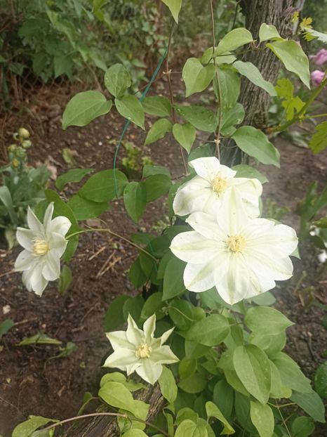 2024-22.04 - 30 Guernsey cream