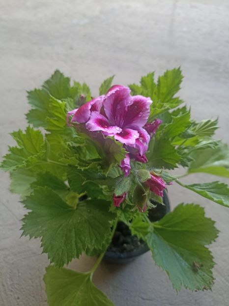 22.04 - Achiziții 2024