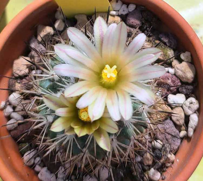 Turbinicarpus pailanus - Turbinicarpus pailanus Cerro Paila