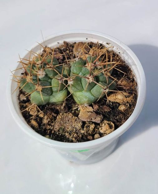 Thelocactus nidulans - bicefal 15 lei - 00-DISPONIBIL PLANTE 2024 - cactusi - suculente - plante tropicale