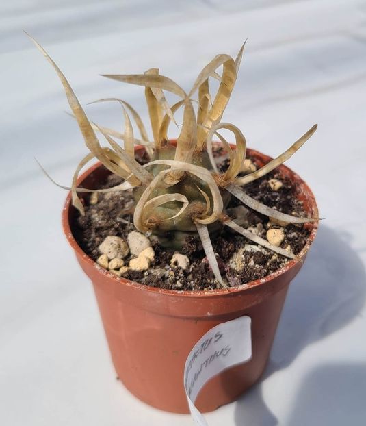 Tephrocactus papyracanthus - 10 lei - 00-DISPONIBIL PLANTE 2024 - cactusi - suculente - plante tropicale