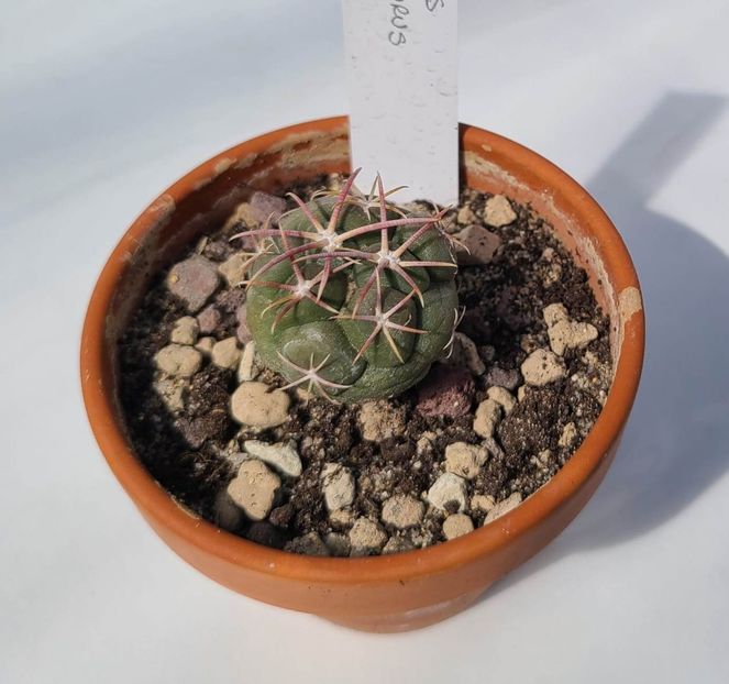 Thelocactus Hexaedrophorus - 20 lei - 00-DISPONIBIL PLANTE 2024 - cactusi - suculente - plante tropicale