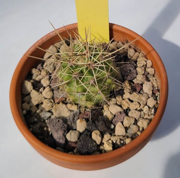Echinocereus triglochidiatus var. gonacanthus - 20 lei - 00-DISPONIBIL PLANTE 2024 - cactusi - suculente - plante tropicale
