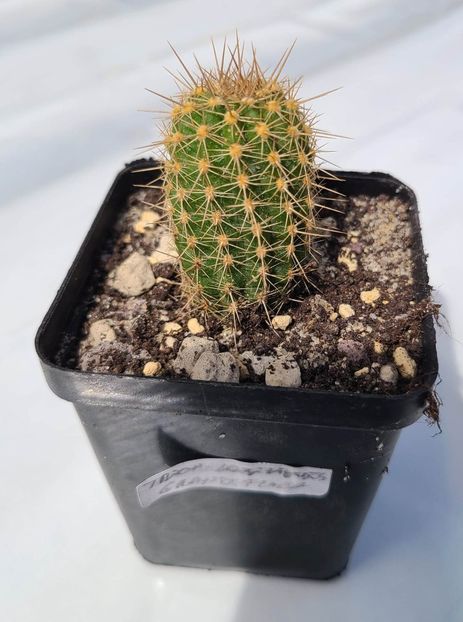 Trichocereus lobivioides v grandiflorum - 10 lei - 00-DISPONIBIL PLANTE 2024 - cactusi - suculente - plante tropicale