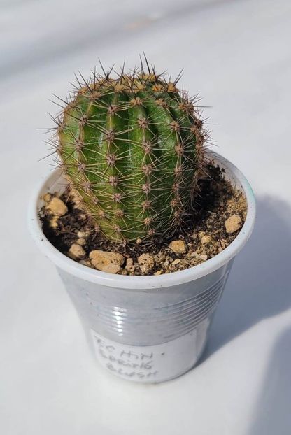 Echinocereus Spring Blush - 10 lei - 00-DISPONIBIL PLANTE 2024 - cactusi - suculente - plante tropicale