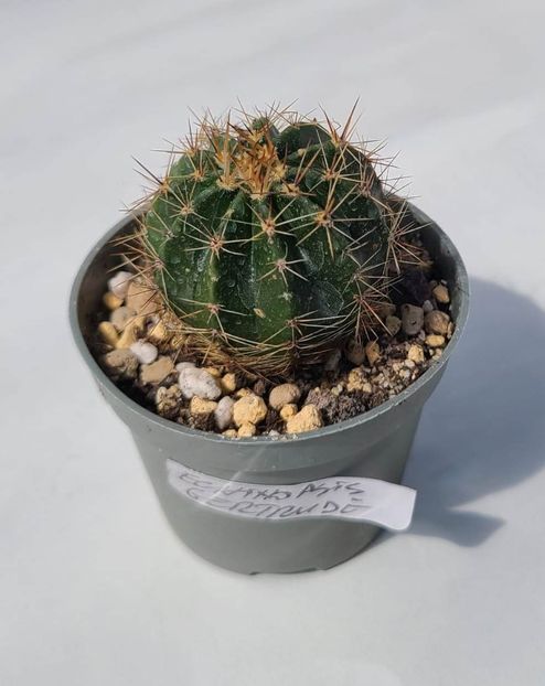Echinopsis Gertrude - 15 lei - 00-DISPONIBIL PLANTE 2024 - cactusi - suculente - plante tropicale
