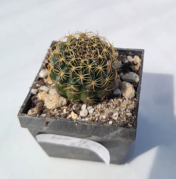 Lobivia MP 16.02 Alb - 10 lei - 00-DISPONIBIL PLANTE 2024 - cactusi - suculente - plante tropicale