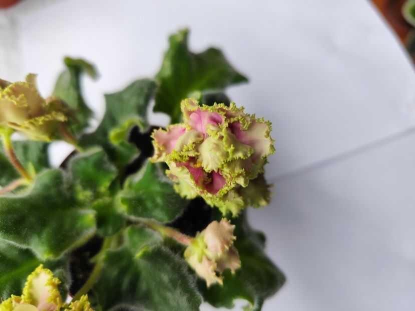 22 aprilie 2024 - LE Sestra Korolevy