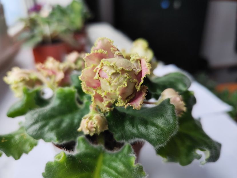 22 aprilie 2024 - LE Sestra Korolevy