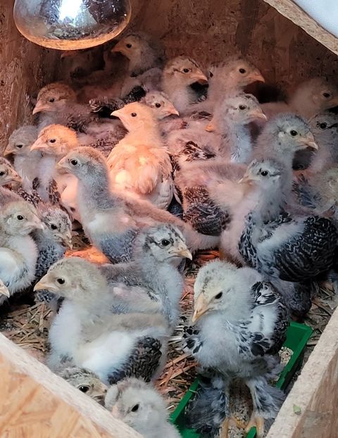 Seria II la o lună - a__Pui și tineret brahma 2024