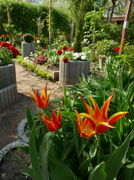  - 2024 - 01 - Primavara