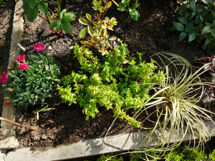  - 2024 - 01 - Primavara