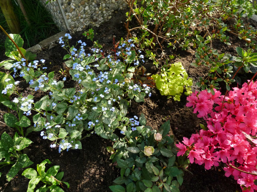  - 2024 - 01 - Primavara