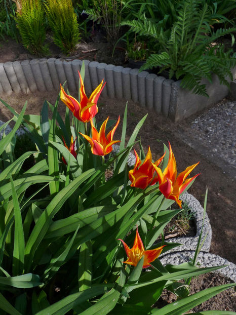  - 2024 - 01 - Primavara