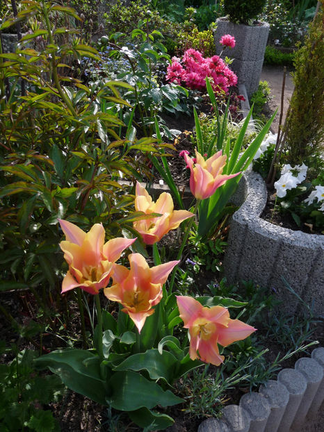  - 2024 - 01 - Primavara