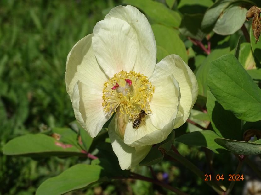 paeonia mlokosewitschii - Bujori 2024 -Dobarland