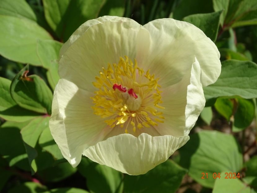 paeonia mlokosewitschii - Bujori 2024 -Dobarland