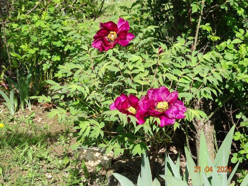 Negricans - Bujori 2024 -Dobarland