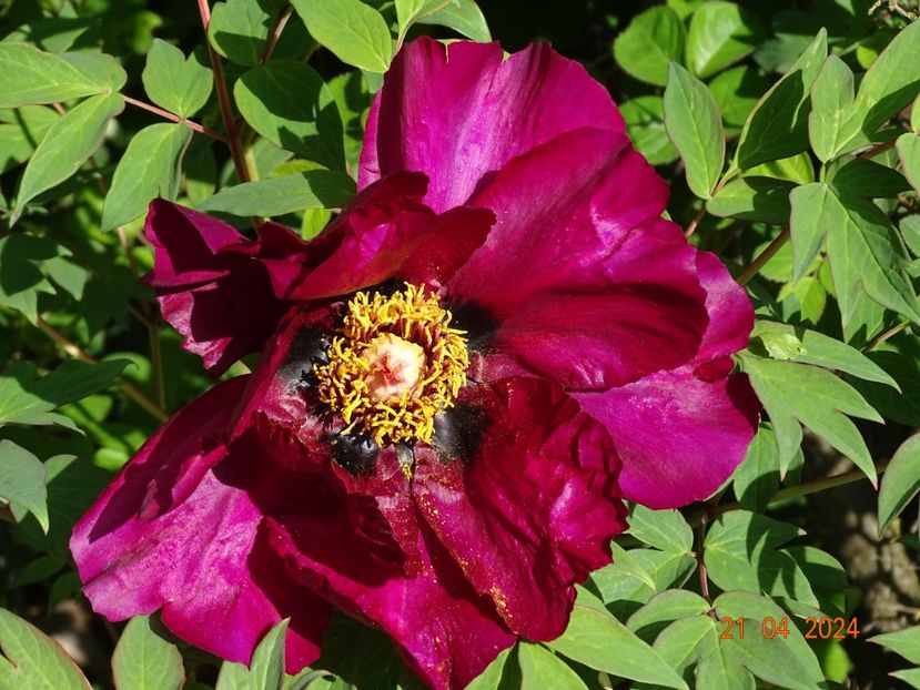 Negricans - Bujori 2024 -Dobarland