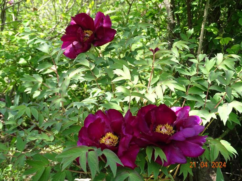 Negricans - Bujori 2024 -Dobarland