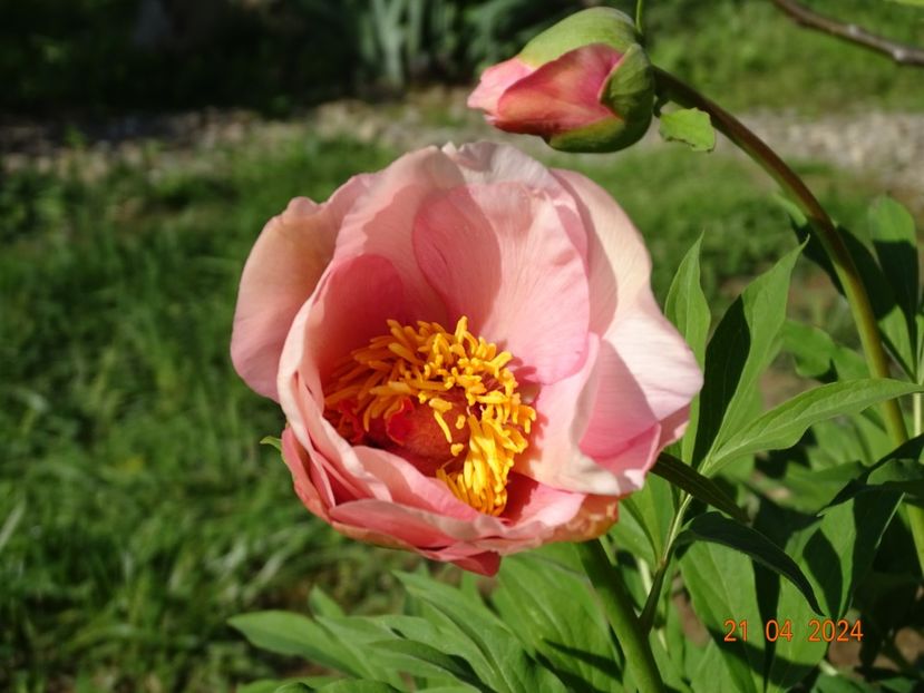 Nosegay - Bujori 2024 -Dobarland