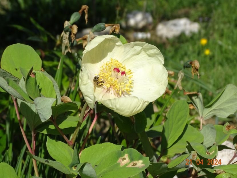 paeonia mlokosewitschii - Bujori 2024 -Dobarland