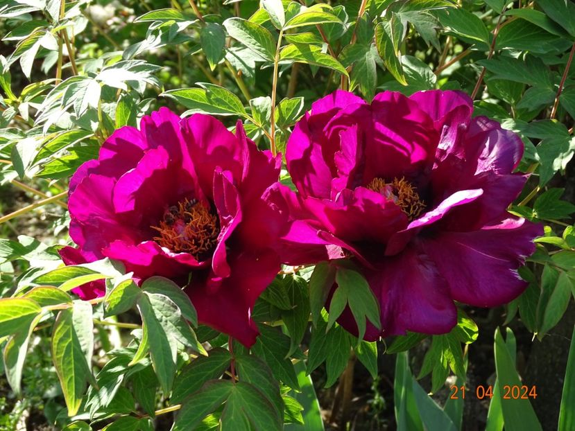 Negricans - Bujori 2024 -Dobarland