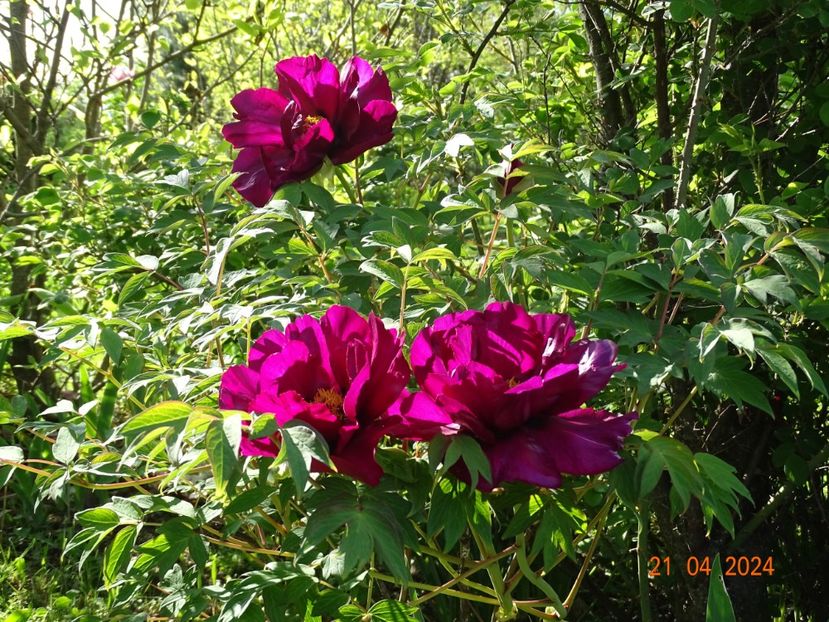 Negricans - Bujori 2024 -Dobarland