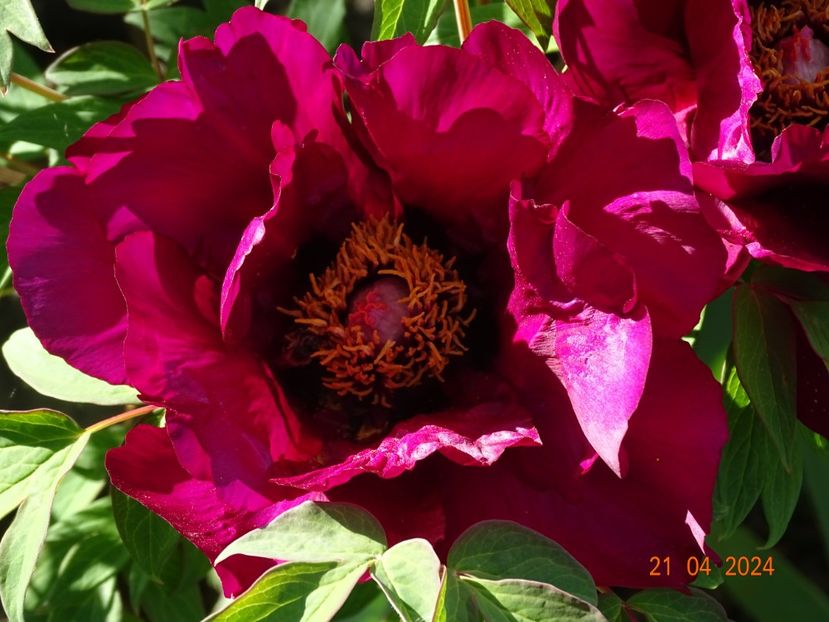 Negricans - Bujori 2024 -Dobarland