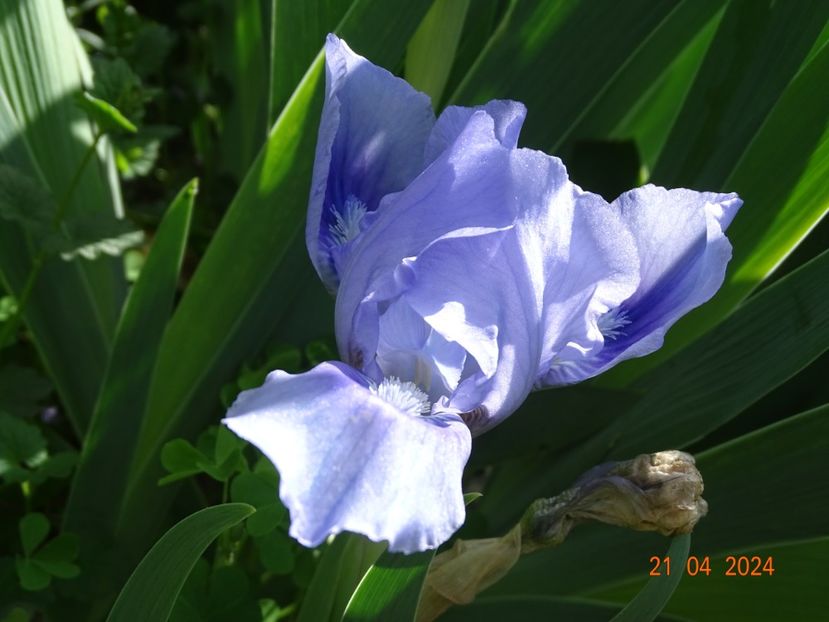 Tinkerbell - Irisi 2024 -Dobarland