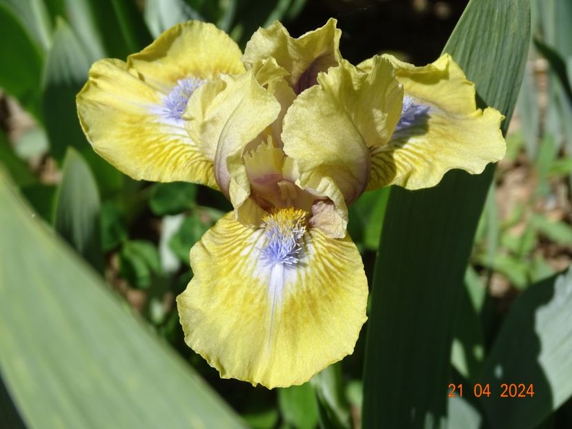 Forest Sound - Irisi 2024 -Dobarland