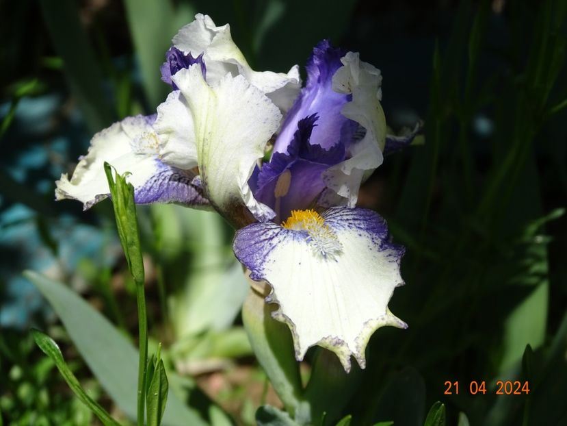 Fairy Legion - Irisi 2024 -Dobarland