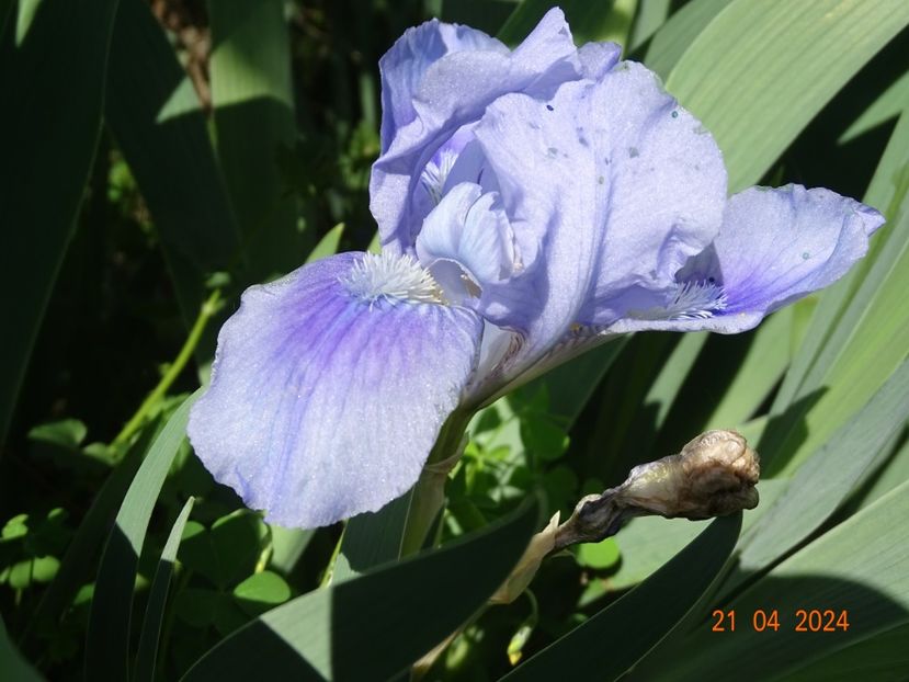 Tinkerbell - Irisi 2024 -Dobarland